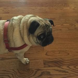 Meet your Posher, Noah